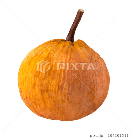 santol fruit and santol ( meliaceae ) isolated on white background santol fruit and santol ( meliaceae ) isolated on white background 104101511
