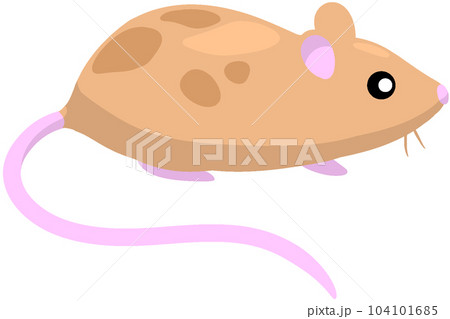 カラーマウス 104101685