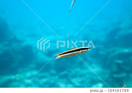 沖縄名護の海の中とムスメベラ 沖縄名護の海の中とムスメベラ 104101789