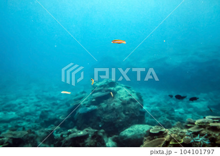 沖縄名護の海の中とムスメベラ 沖縄名護の海の中とムスメベラ 104101797