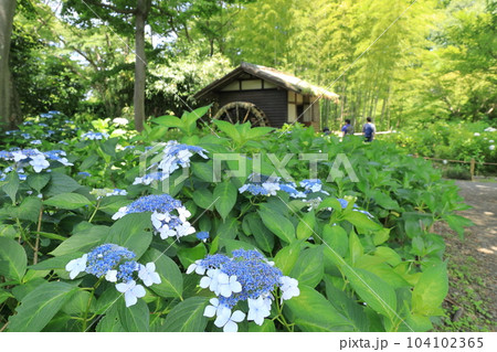 府中市郷土の森博物館のあじさい 104102365