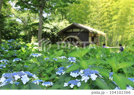府中市郷土の森博物館のあじさい 104102366