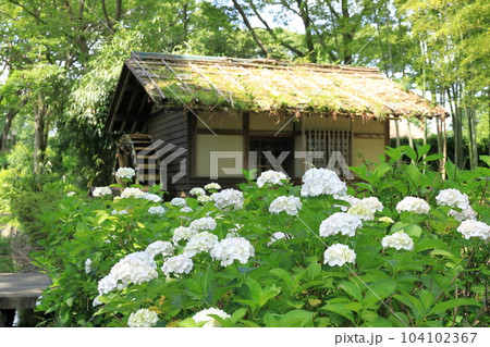 府中市郷土の森博物館のあじさい 104102367