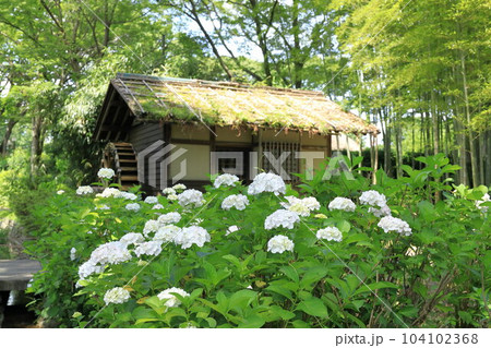 府中市郷土の森博物館のあじさい 104102368