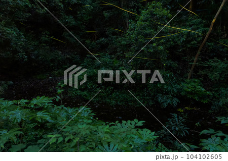 神奈川県相模原市中央区の森にいる蛍 104102605