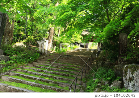 新緑の木々が眩しい定勝寺の石段(長野県) 104102645