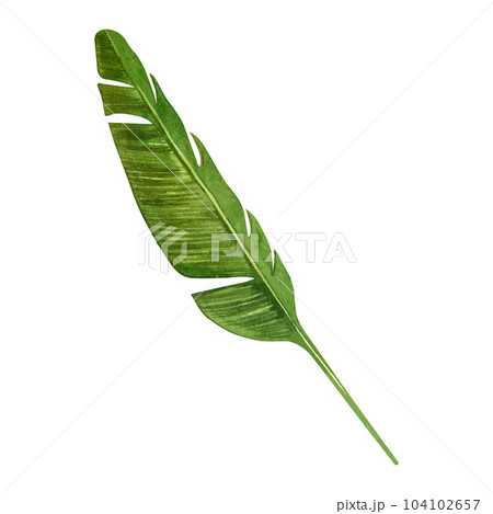 Banana leaf. Green banana palm leaf hand drawn in watercolor isolated on white background. Suitable for printing on fabric and paper, for postcards, books, scrapbooking 104102657