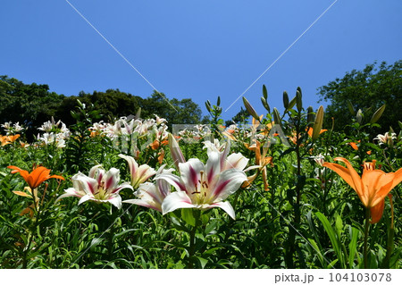 可睡ゆりの園 可睡ゆりの園 104103078