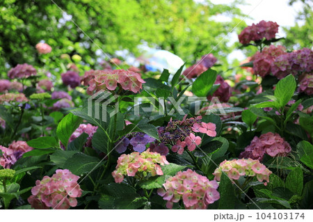 府中市郷土の森博物館のあじさい 府中市郷土の森博物館のあじさい 104103174