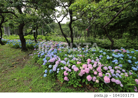 府中市郷土の森博物館のあじさい 104103175