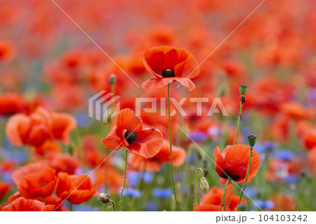 Red poppies in a poppies field. Remembrance or armistice day. Red poppies in a poppies field. Remembrance or armistice day. 104103242
