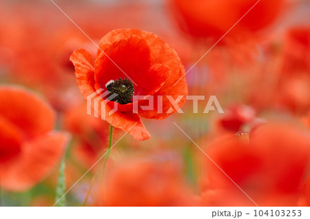 Red poppies in a poppies field. Remembrance or armistice day. Red poppies in a poppies field. Remembrance or armistice day. 104103253