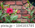 春の花壇に咲くダリアの花 104103785