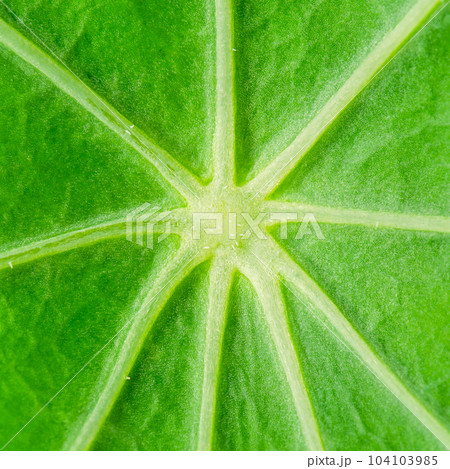 Center of the leaf of garden nasturtium of intense chlorophyll green color, with star-shaped spreading thick leaf veins, and leaf cells and pores. Tropaeolum majus. Close-up, from above, macro photo. Center of the leaf of garden nasturtium of intense chlorophyll green color, with star-shaped spreading thick leaf veins, and leaf cells and pores. Tropaeolum majus. Close-up, from above, macro photo. 104103985