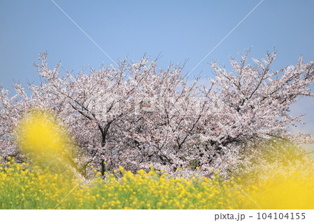 菜の花と桜 菜の花と桜 104104155