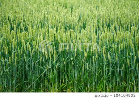 小麦に花が咲いています（イネ科コムギ属） 104104905