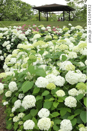 府中市郷土の森博物館 アナベルの丘 府中市郷土の森博物館 アナベルの丘 104104932