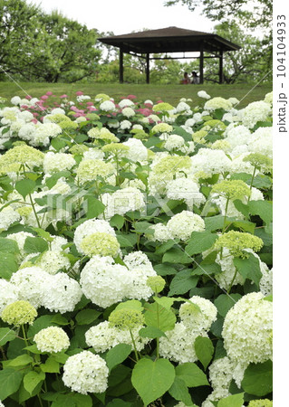 府中市郷土の森博物館 アナベルの丘 府中市郷土の森博物館 アナベルの丘 104104933
