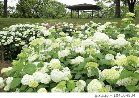 府中市郷土の森博物館 アナベルの丘 府中市郷土の森博物館 アナベルの丘 104104934