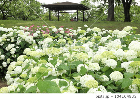 府中市郷土の森博物館 アナベルの丘 府中市郷土の森博物館 アナベルの丘 104104935