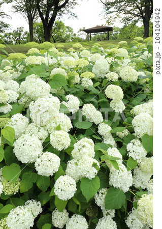 府中市郷土の森博物館　アナベルの丘 104104942