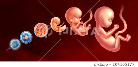 Embryo Development Stages 104105177