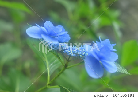 少し、趣のある紫陽花 104105191