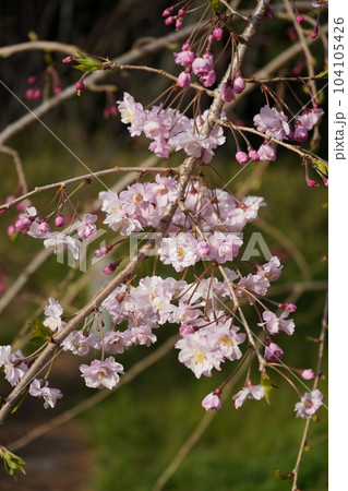 桜の枝 104105426
