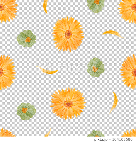 Seamless pattern of orange calendula officinalis. Watercolor hand drawn botanical illustration for labels, eco goods, textiles, natural herbal medicine, healthy tea, cosmetics and homeopatic remedies. 104105590