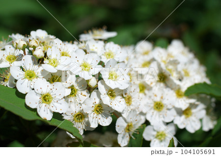 満開のコデマリの花 満開のコデマリの花 104105691