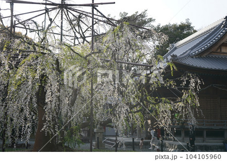 お寺に咲く見事な桜 お寺に咲く見事な桜 104105960