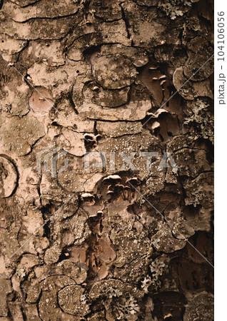 texture of an old dry tree, close-up of the rough surface of a tree in the forest, macro texture of an old dry tree, close-up of the rough surface of a tree in the forest, macro 104106056