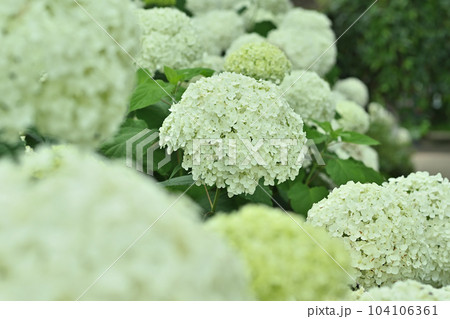今が満開で見頃のアナベル 104106361