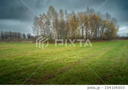 Trees behind a green meadow and a cloudy gray sky Trees behind a green meadow and a cloudy gray sky 104106803