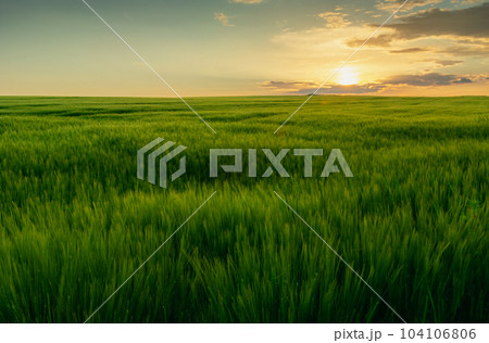 Sunset over a large green barley field Sunset over a large green barley field 104106806