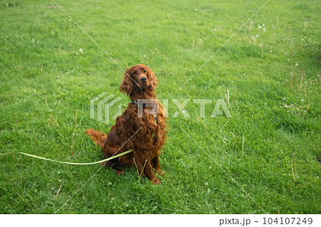 Beautiful Irish Setter dog is sitting in grass. Copy space. Hunting dogs. Training a dog in the field Beautiful Irish Setter dog is sitting in grass. Copy space. Hunting dogs. Training a dog in the field 104107249