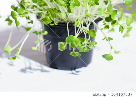 bok choy micro greens, microgreen arugula sprouts, seedlings, sprouts in black pot on white background. selective focus bok choy micro greens, microgreen arugula sprouts, seedlings, sprouts in black pot on white background. selective focus 104107337