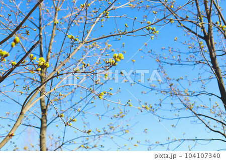tree branch with young leaves on blue sky. spring, sunny day. deselective photo 104107340