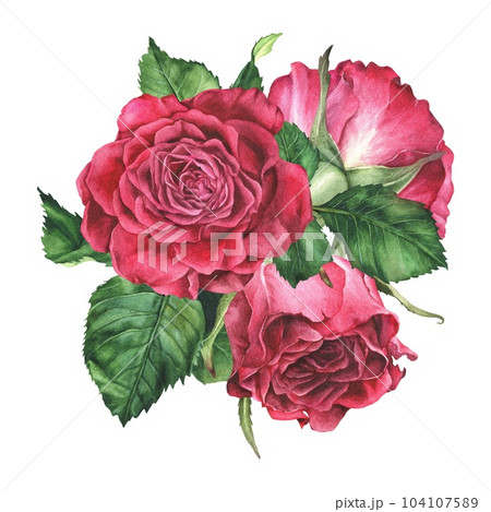 Watercolor botanical illustration. Composition of pink roses. Hand drawn red flowers and leaves. Isolated on a white background.Clip art sticker with flowering plants.For the design of greeting cards 104107589