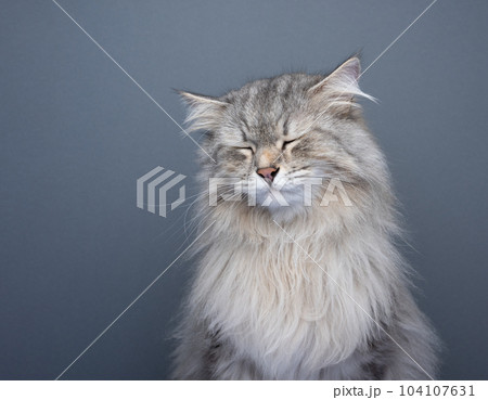 fluffy cat looking sad with eyes closed 104107631