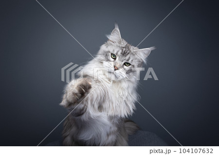 fluffy maine coon cat playing raising paw 104107632