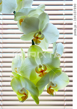 blooming tender orchids as a part of interior 104107890