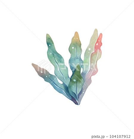 Seaweed watercolor. Vintage botanical illustration. Vector decoration. Hand drawn sketch. 104107912