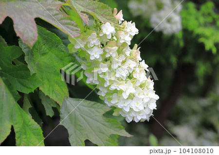 満開の八重のカシワバアジサイ 満開の八重のカシワバアジサイ 104108010