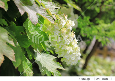 満開の八重のカシワバアジサイ 104108011