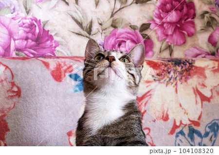 Gray kitten with a curious look closeup 104108320