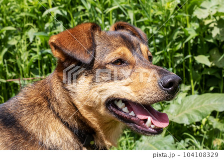 Brown dog with floppy ears close-up portrait 104108329