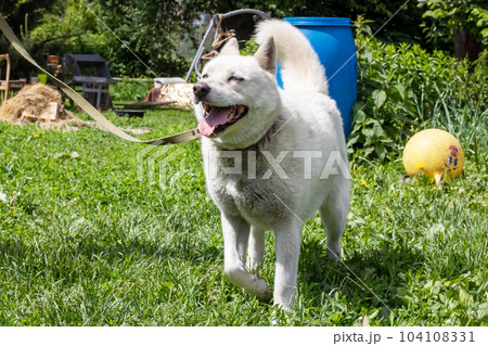 White husky dog with blue eyes stands on grass 104108331