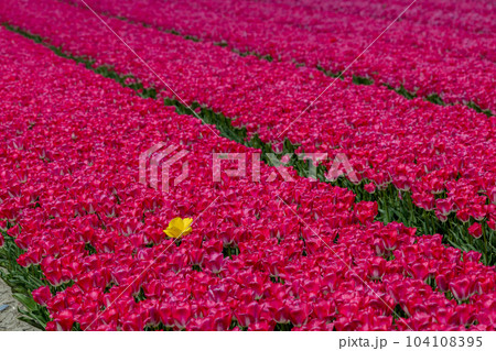 Single vibrant yellow tulip in a field of pink tulips 104108395