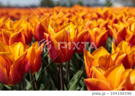 Closeup of a field of orange tulips 104108396